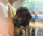 Small Photo #11 Schnauzer (Giant) Puppy For Sale in SPRINGFIELD, MO, USA