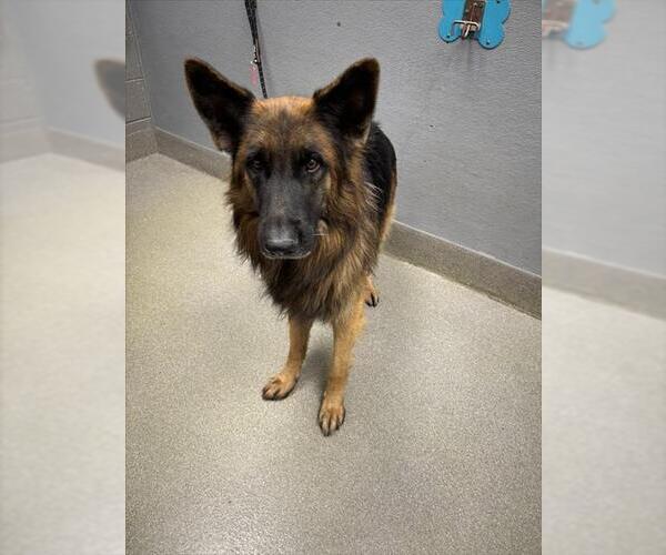 Medium Photo #1 German Shepherd Dog-Unknown Mix Puppy For Sale in Las Vegas, NV, USA