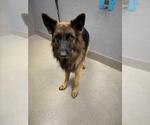 Small German Shepherd Dog Mix