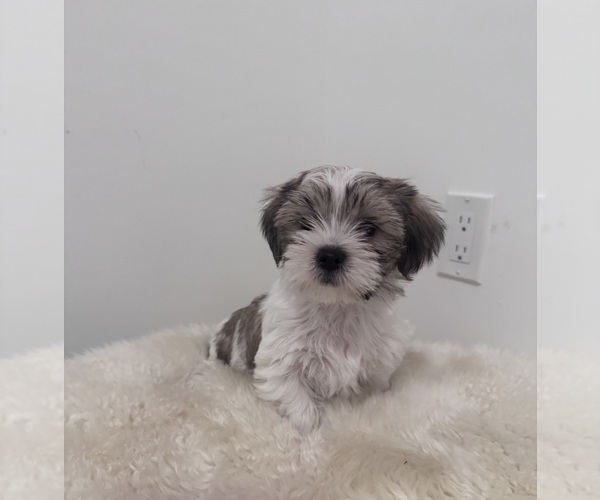 Medium Photo #1 Shih Tzu-Shorkie Tzu Mix Puppy For Sale in WASHINGTON, DC, USA