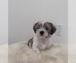 Small Shih Tzu-Shorkie Tzu Mix