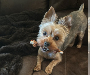 Yorkshire Terrier Puppy for sale in GRAPEVINE, TX, USA