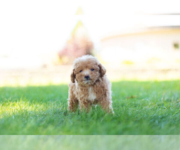 Medium Photo #8 Maltipoo Puppy For Sale in WARSAW, IN, USA