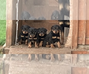 Rottweiler Puppy for sale in CASEYVILLE, IL, USA