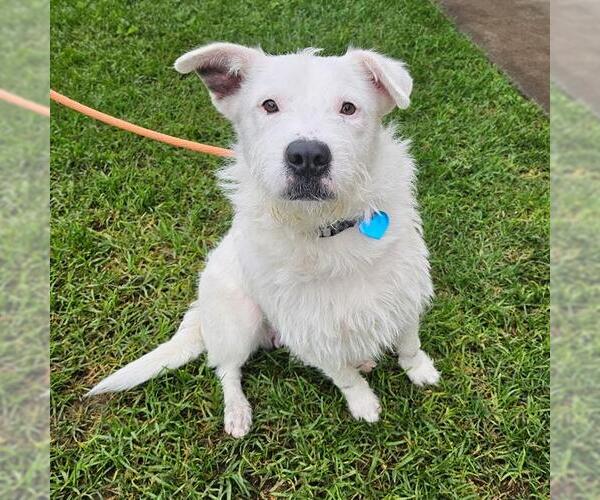Medium Photo #1 Border Terrier Puppy For Sale in Camarillo, CA, USA