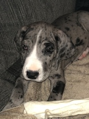 Medium Great Dane