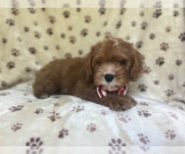 Medium Photo #6 Cavapoo Puppy For Sale in LAKELAND, FL, USA