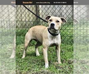 Medium American Pit Bull Terrier
