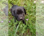 Puppy 1 Goldendoodle-Labrador Retriever Mix