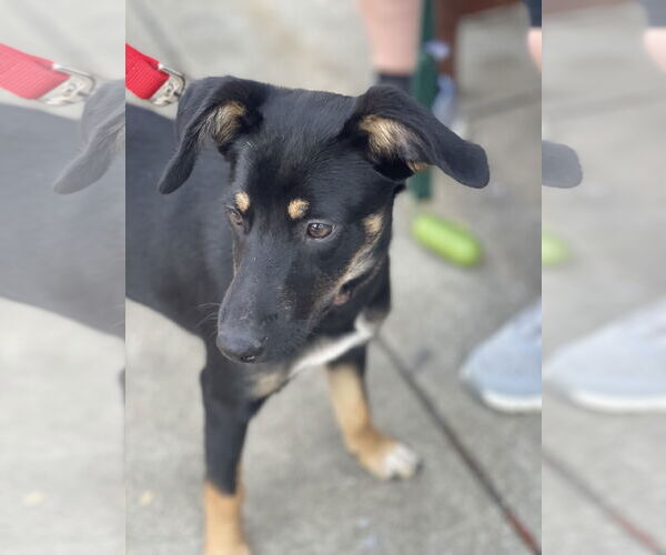 Medium Photo #10 Rat Terrier-Unknown Mix Puppy For Sale in Mount Laurel, NJ, USA