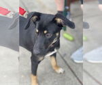 Small #9 Rat Terrier Mix