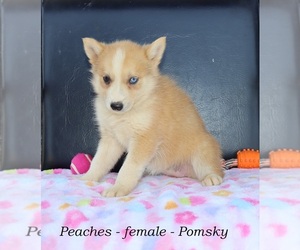 Pomsky Puppy for sale in CLARKRANGE, TN, USA