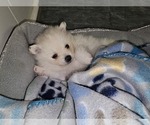 Small Photo #13 Pomeranian Puppy For Sale in SUGAR LAND, TX, USA