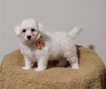 Puppy Fuji Coton de Tulear-Poochon Mix