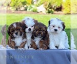 Small #1 Shih Tzu
