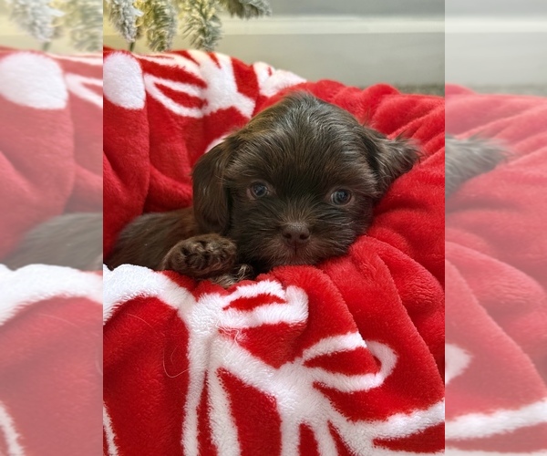 Medium Photo #2 Aussiedoodle Miniature -Shih Tzu Mix Puppy For Sale in MARSHALL, MI, USA