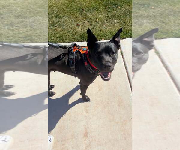 Medium Photo #2 Australian Kelpie-Unknown Mix Puppy For Sale in phoenix, AZ, USA