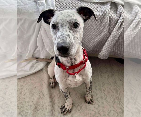 Medium Photo #2 Coonhound-Unknown Mix Puppy For Sale in GILBERTS, IL, USA