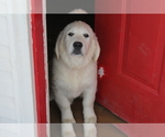 Small Photo #34 English Cream Golden Retriever Puppy For Sale in RINGGOLD, GA, USA