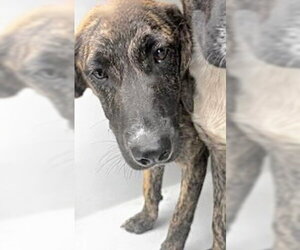 Labrador Retriever-Unknown Mix Dogs for adoption in Houston, TX, USA