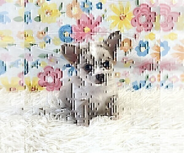 Medium Photo #13 Chihuahua Puppy For Sale in FORT LAUDERDALE, FL, USA