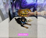 Small Jack Russell Terrier Mix