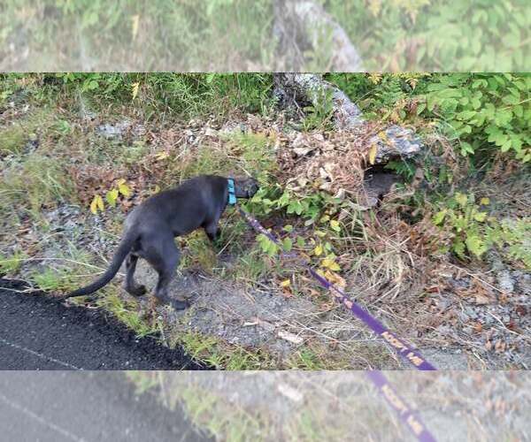 Medium Photo #31 American Pit Bull Terrier-Unknown Mix Puppy For Sale in Sebec, ME, USA