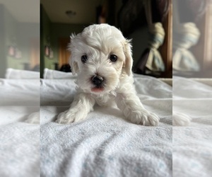 Cocker Spaniel-Poodle (Miniature) Mix Puppy for sale in WAUSAU, WI, USA