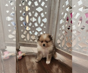 Pomeranian Puppy for sale in NEW BRAUNFELS, TX, USA