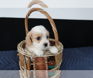 Cavachon Puppy for sale in DAYTON, OH, USA