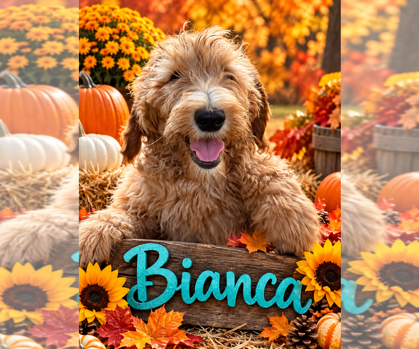 Medium Photo #2 Goldendoodle Puppy For Sale in SAINT CLOUD, MN, USA