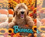 Litter of 4 - Male(s) and Female(s) GoldendoodleLitter of Puppies for Sale - Photo #2