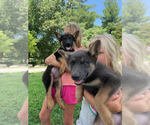 Puppy Blue and Liver German Shepherd Dog