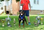 Small Photo #1 Rottweiler Puppy For Sale in ABERDEEN, MD, USA
