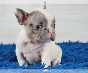 French Bulldog Puppy for sale in BOSTON, MA, USA