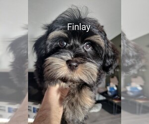 Havanese Puppy for sale in NEW CASTLE, CO, USA