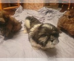 Puppy yellow collar Shih Tzu