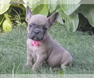 French Bulldog Puppy for sale in BOSTON, MA, USA