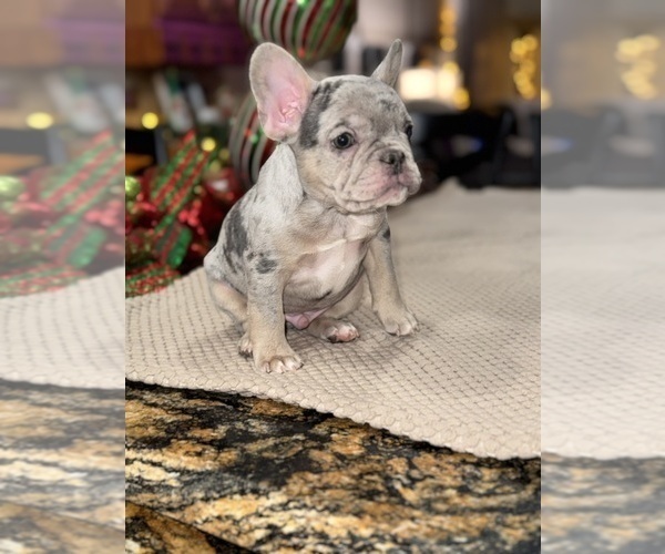 Medium Photo #3 French Bulldog Puppy For Sale in HILTON, NY, USA