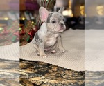 Small Photo #3 French Bulldog Puppy For Sale in HILTON, NY, USA