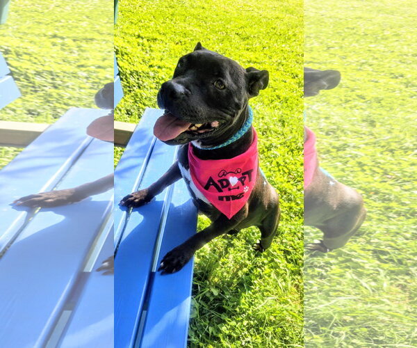 Medium Photo #1 Mutt Puppy For Sale in Rockaway, NJ, USA
