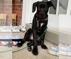 American Staffordshire Terrier-Labrador Retriever Mix Dogs for adoption in Chester, VA, USA