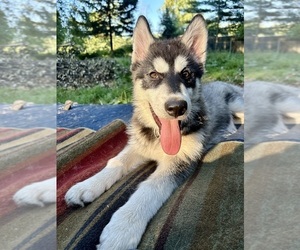 Alaskan Husky-Alaskan Malamute Mix Puppy for sale in CANASTOTA, NY, USA
