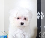 Small #5 Maltese