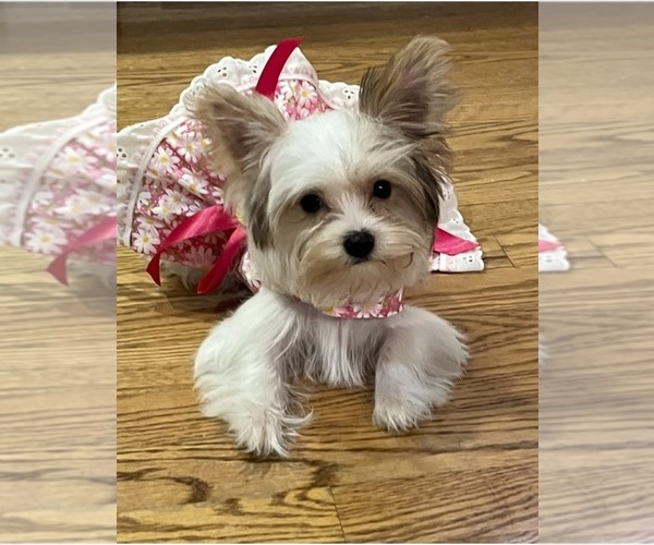 Medium Photo #1 Yorkshire Terrier Puppy For Sale in EUSTIS, FL, USA