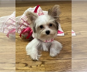 Mother of the Yorkshire Terrier puppies born on 06/02/2025