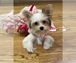 Small Photo #1 Yorkshire Terrier Puppy For Sale in EUSTIS, FL, USA