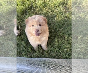 Chow Chow Puppy for sale in YUCAIPA, CA, USA
