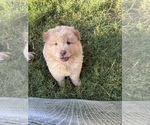 Small Chow Chow