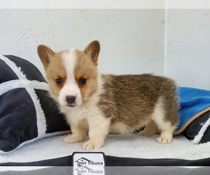 Pembroke Welsh Corgi Puppy for sale in CLARK, MO, USA